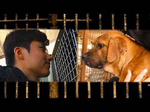 Video: En hundköttsgård slogs ner. Nu söker 250 hundar efter eviga hem!