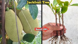 How to grow Jackfruit tree from cutting . कटहल के पौधे कटिंग से कैसे उगाऐ ।