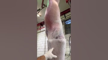 “It’s no skin off my back”-this lamb, probably