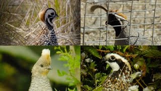 The State of Quail | Texas Parks & Wildlife