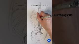 Anatomy of the aorta #shorts Anatomy of the aorta #shorts