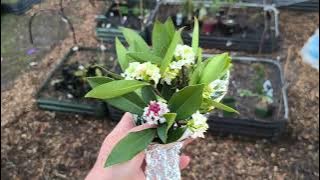 AM I Homesteading? Daphne, Happy Worms/Vermiculture & Rain for Pea Seedlings - Reverse Homesteading