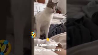 Приколы  с Животными ржач до слез 🤣#ржач #юмор #смех