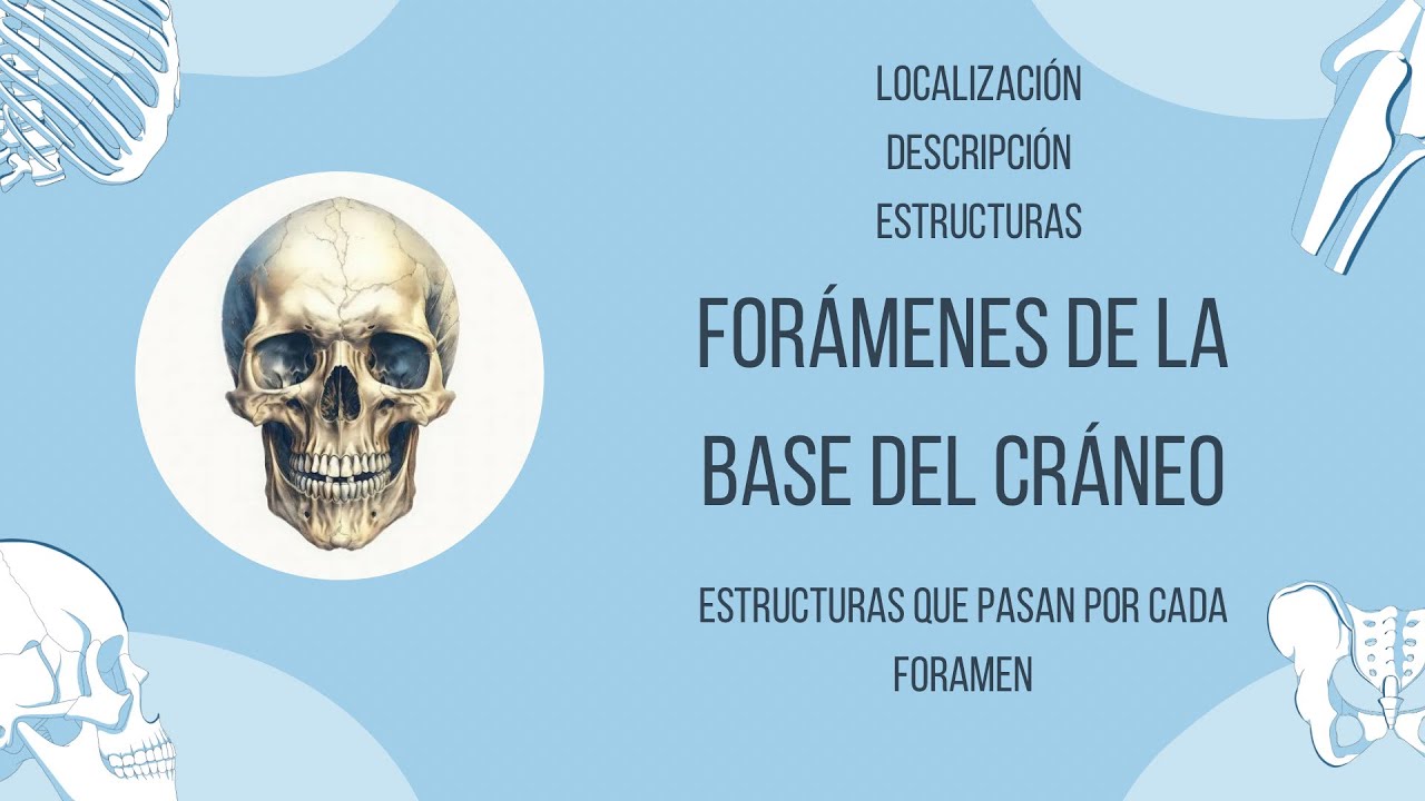Forámenes de la base del cráneo - YouTube