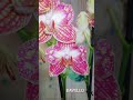 подписка и лайк) сорт RAVELLO #shorts #orchid #phalaenopsis #фаленопсис #орхидея