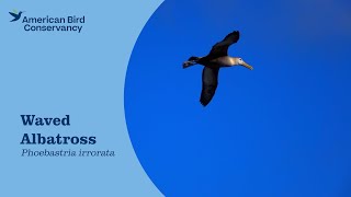 Waved Albatross Galápagos Giant