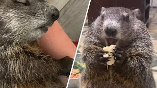Woman saves lives of baby groundhogs. Now they won't stop eating.