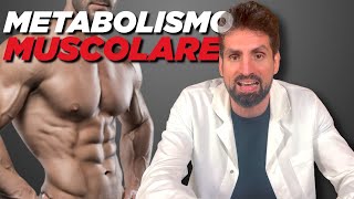 Il metabolismo muscolare (lezione di biochimica)