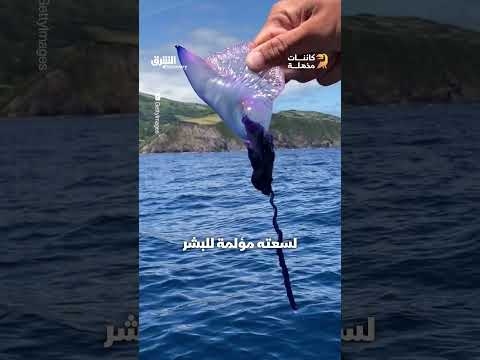 يلتهم مئة سمكة يومياً