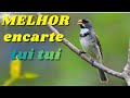 🔴 MELHOR CANTO TUI TUI PARA ENCARTE🔴🔴ÁUDIO COM FÊMEA TURBINE SEU COLEIRO 🔴