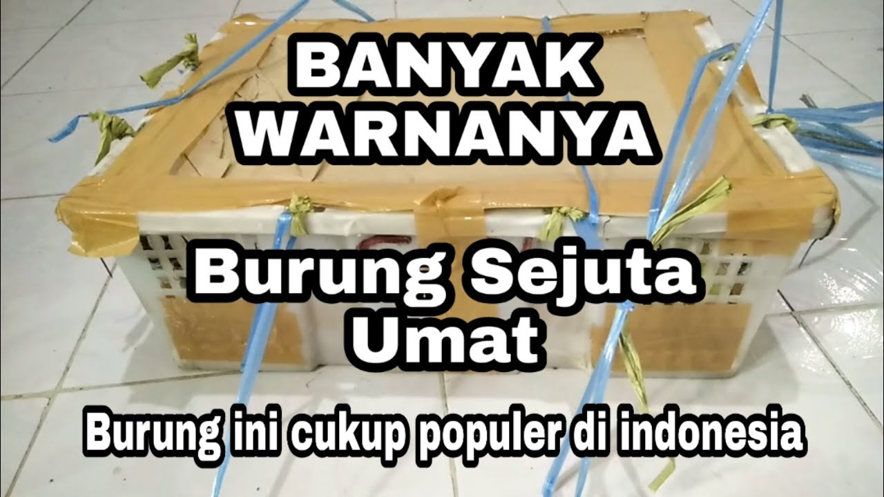 BURUNG ini cukup populer pada masanya 