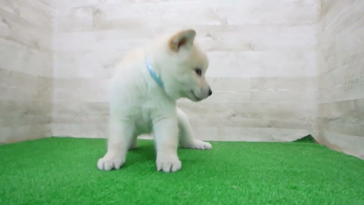 Coo&RIKU No.00755552 柴犬 - YouTube