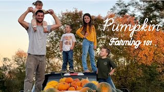 Pumpkin Growing Guide (From Seed to Harvest)