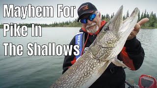 Absolute Mayhem For Pike In The Shallows | Fish'n Canada