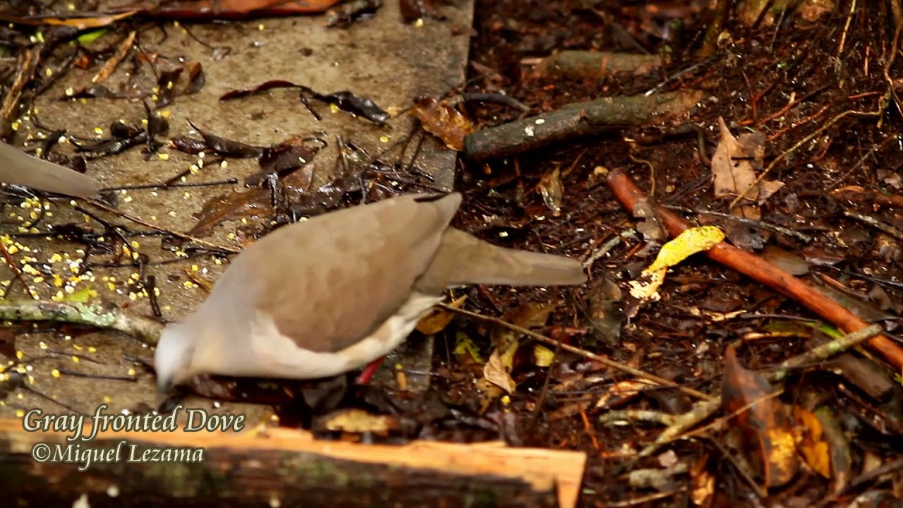 Gray-fronted Dove, Tanager tours - Birds of Peru