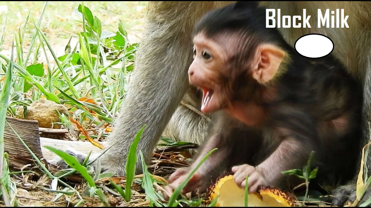 foundry MOM BLOCK MILK, Lizza Crying Requests Milk Why Mom Lizzy Block Milk To baby Lizza