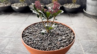 картинка: КОНТЕЙНЕРНОЕ ОЗЕЛЕНЕНИЕ: ПОСАДКА СКИММИИ ЯПОНСКОЙ “RUBELLA”🪴ПОДСЫПКА ЩЕБНЕМ