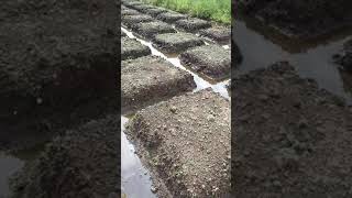 Pengolahan Lahan(4) Resimi