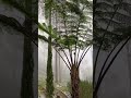 Embun dipagi buta #shortvideo #shortsvideo #vlog
