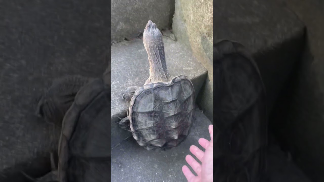 Snapping turtles can climb stairs🗿🐢