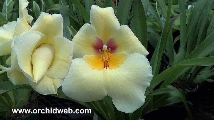 OrchidWeb - Miltoniopsis Andrea West