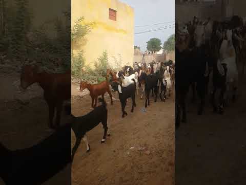 الماعز هو مصدر الحياة الظروف  النظافه  موسيقار