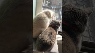 목표가 생겼다는 고양이