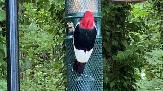 RedHeaded Woodpecker May 2024