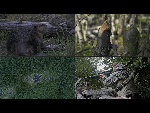 Video: ¿Por qué está en peligro el castor de montaña?