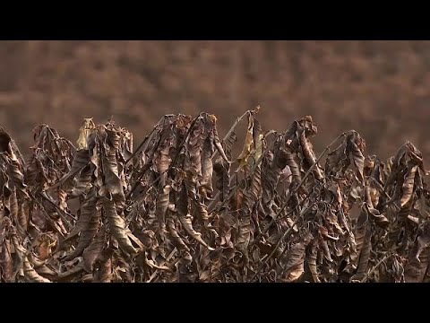 Vídeo: Demolição Para O Feriado, Vozes Para Arrancar