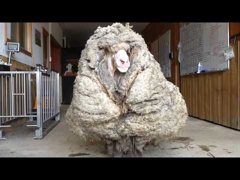 Sheep Buried in 50 lbs of Wool Finally Gets a Second Chance