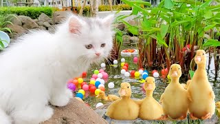 Naughty kitten wants to swim with the ducklings by Animal Gaby 9,297 views 1 year ago 5 minutes, 37 seconds