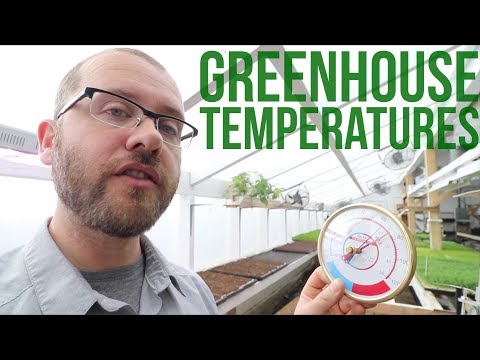 Video: Temperature For Peppers: Night And Day, In The Open Field And In The Greenhouse. At What Temperature Are They Planted And What Do The Peppers Withstand? Minimum And Optimum Growing