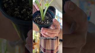 Never KILL a PLANT AGAIN 🌱