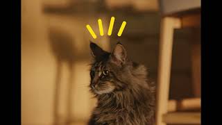 1 Adtab Cro Cat Video 11S