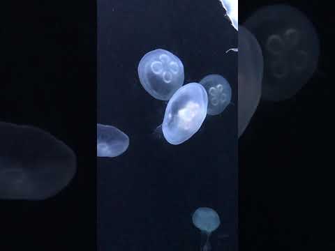 Amazing Jellyfish at Dubai Atlantis, The Palm (The Lost Chambers Aquarium)