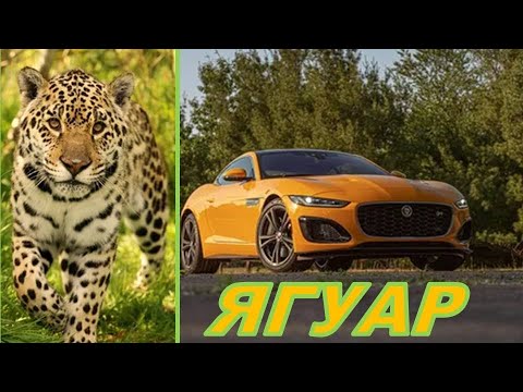 ЯГУАР🐱🐾/Кошки/Животные/Интересные факты