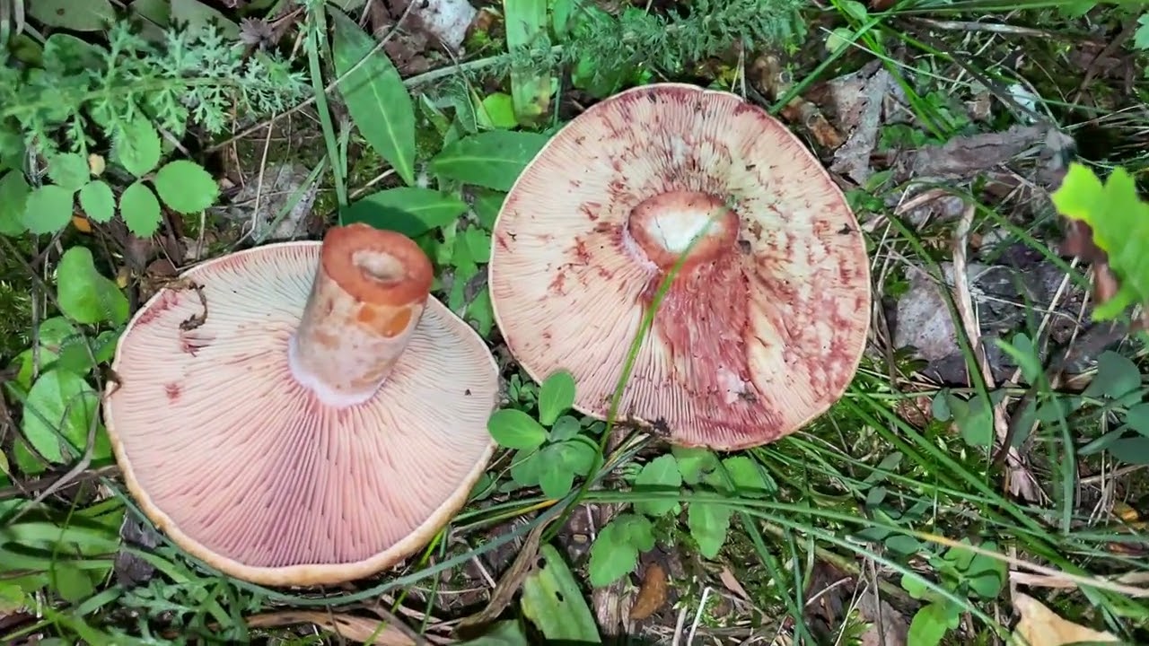 Lactarius sanguifluus, October 8, 2022