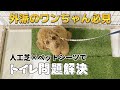 【再現性抜群】外派の犬を室内でトイレさせる方法⌇ドッグランDIY費用公開⌇外でしかオシッコしない愛犬がチャレンジ♡成功なるか?!⌇トイレのしつけ直し⌇トイレトレーニング