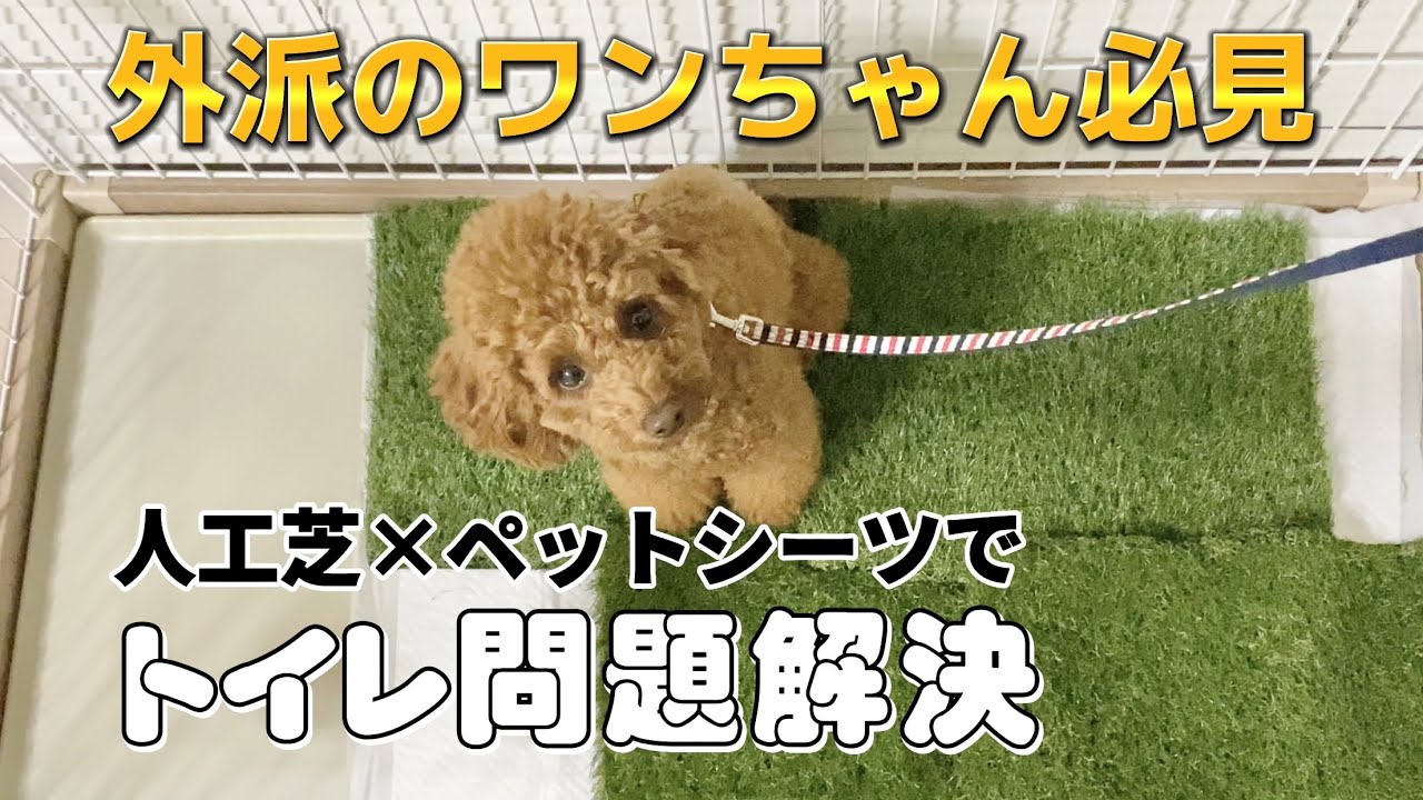 【再現性抜群】外派の犬を室内でトイレさせる方法⌇ドッグランDIY費用公開⌇外でしかオシッコしない愛犬がチャレンジ♡成功なるか？！⌇トイレのしつけ直し⌇トイレトレーニング