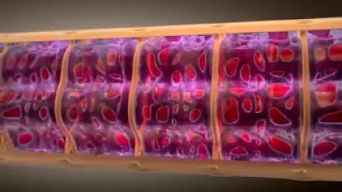 Exitation of muscle fibres T tubule system     480p