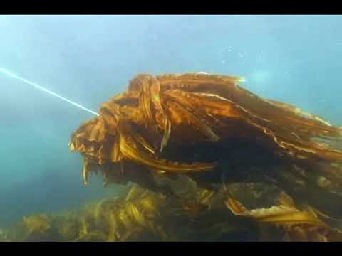 Добыча Ламинарии Ангустаты в Охотском море