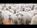 Merino wool: How is it made? Mp3 Song