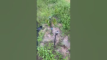 Hệ thống tưới cây sầu riêng, béc T800, ống ldpe