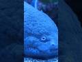 Axolotl: The Animal That Can Regrow Its Brain! 😱 #animals #viralvideo #shorts