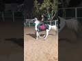 غضب الحصان الاجنبي الانجليزي mp3