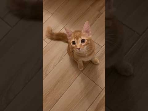 بينكي و براين Shortvideo Cat Subscribe اعتني اكسبلور تضامنا Capcut Kitten ولده Funny