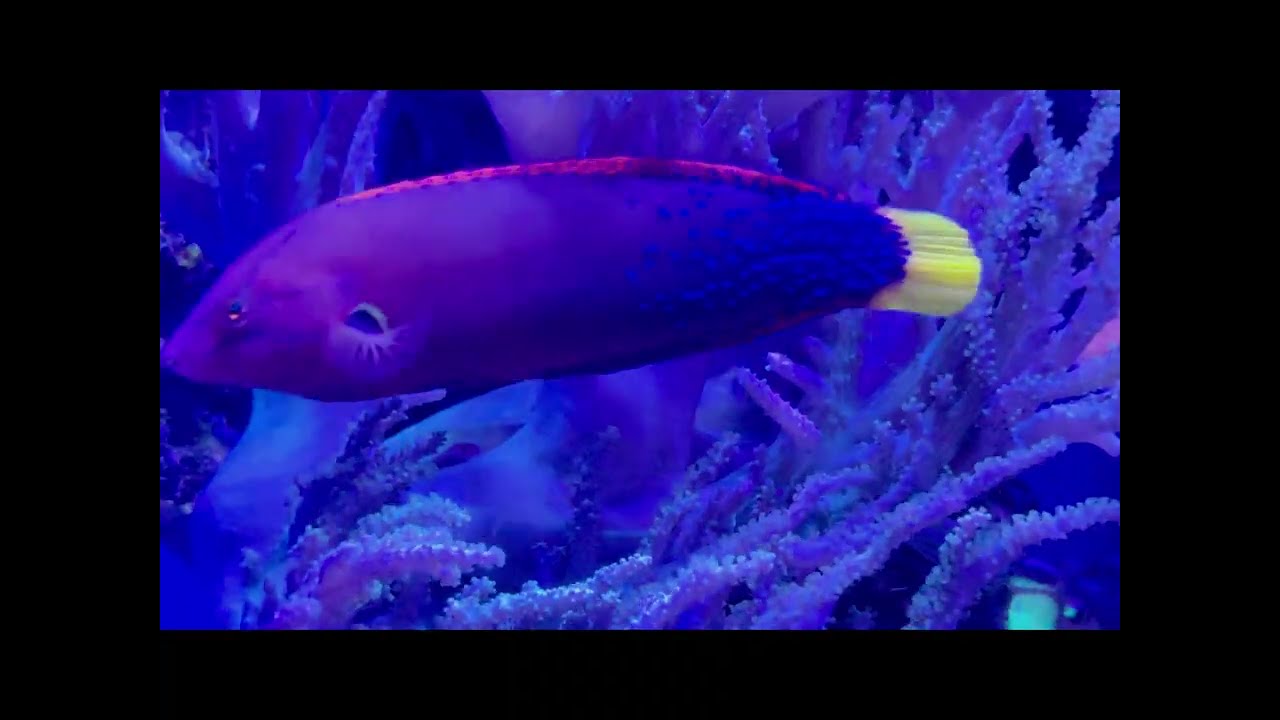 AQUATIC THERAPY  MELODIES