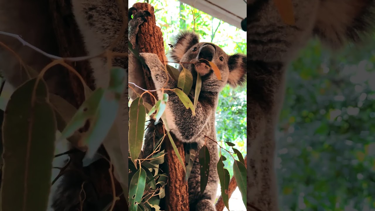 Birds & Animals of Australia | Cinematic Wildlife Reel