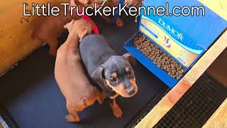 Jadzia puppies April 25, 2024 by Little Trucker Kennel, Miniature Pinschers 266 views 2 weeks ago 1 minute, 34 seconds